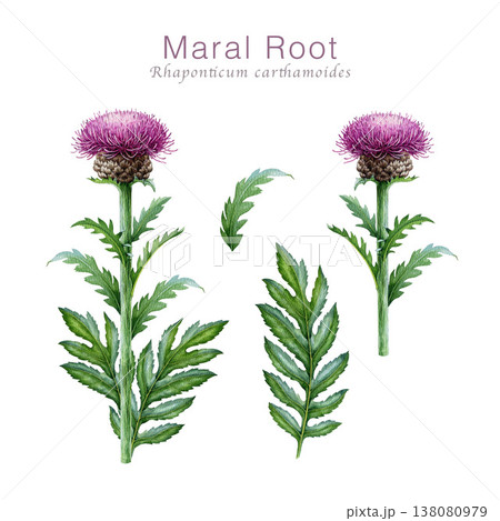 Maral root medicinal herb watercolor botanical illustration set. Hand drawn vintage style purple flower plant, leaves on white background. Herbal medicine, botanical clipart, natural remedy plant Maral root medicinal herb watercolor botanical illustration set. Hand drawn vintage style purple flower plant, leaves on white background. Herbal medicine, botanical clipart, natural remedy plant 138080979