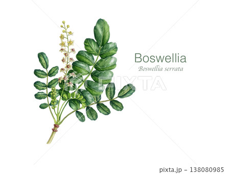 Boswellia tree leaves with flowers watercolor illustration on white background. Hand drawn boswellia serrata medicinal plant natural healthcare vintage style botanical illustration Boswellia tree leaves with flowers watercolor illustration on white background. Hand drawn boswellia serrata medicinal plant natural healthcare vintage style botanical illustration 138080985