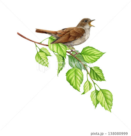 Singing nightingale bird on birch tree branch vintage style watercolor illustration. Hand drawn luscinia megarhynchos European wildlife forest songbird on a birch twig isolated on white background Singing nightingale bird on birch tree branch vintage style watercolor illustration. Hand drawn luscinia megarhynchos European wildlife forest songbird on a birch twig isolated on white background 138080999