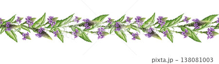 Verbena herb seamless border element. Hand drawn vervain plant vintage style botanical watercolor illustration. Aromatic medicinal verbena officinalis herb flowers border decor on white background 138081003