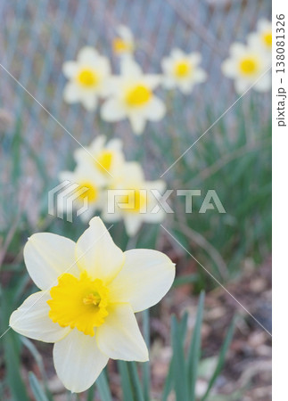 白いスイセン 春の花 黄色の中心が美しいナルシサス 白いスイセン 春の花 黄色の中心が美しいナルシサス 138081326