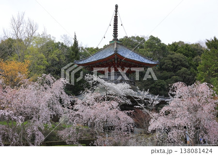 徳島県 阿波市 熊谷寺の桜 2025年4月 徳島県 阿波市 熊谷寺の桜 2025年4月 138081424