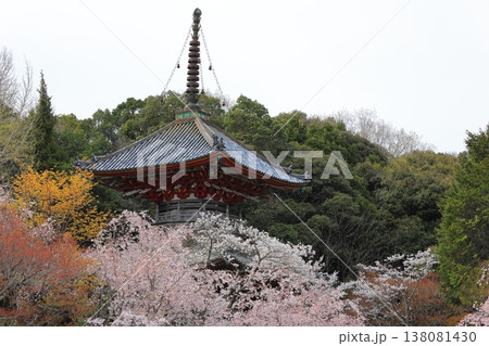 徳島県 阿波市 熊谷寺の桜 2025年4月 徳島県 阿波市 熊谷寺の桜 2025年4月 138081430