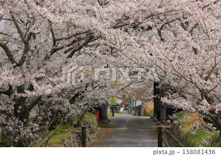 徳島県 阿波市 熊谷寺の桜 2025年4月 徳島県 阿波市 熊谷寺の桜 2025年4月 138081436