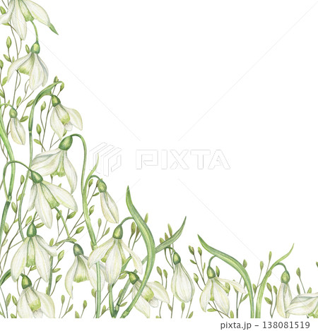 Watercolor white snowdrops border on isolated background. Spring flowers with green spikelet square frame, empty space for text. Floral composition for greeting card, wedding invitation, packaging Watercolor white snowdrops border on isolated background. Spring flowers with green spikelet square frame, empty space for text. Floral composition for greeting card, wedding invitation, packaging 138081519