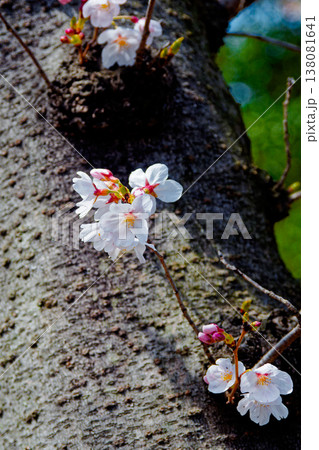 サクラ開花　ソメイヨシノの五分咲き 138081641