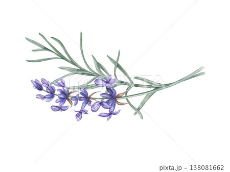 Flowering lavender branch with green leaves watercolor illustration on isolated background. Flowers in soft purple blooms composition. Floral composition for invitation, cosmetic packaging, home decor Flowering lavender branch with green leaves watercolor illustration on isolated background. Flowers in soft purple blooms composition. Floral composition for invitation, cosmetic packaging, home decor 138081662