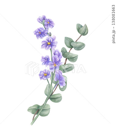 Blue matthiola with eucalyptus branch watercolor illustration on isolated background. Hand drawn stock flower and silver dollar greenery bouquet for bridal shower stationery, botanical print Blue matthiola with eucalyptus branch watercolor illustration on isolated background. Hand drawn stock flower and silver dollar greenery bouquet for bridal shower stationery, botanical print 138081663