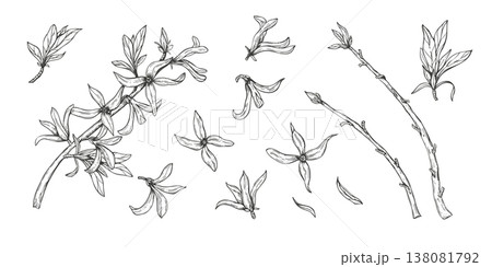 Forsythia branches with blooming flowers set black ink sketch. Monochrome first blooming yellow bush vector isolated illustration. Floral clip art for spring greeting cards, wedding invitations 138081792