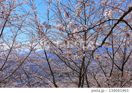 山梨県 新倉山浅間神社の桜 2025年4月 山梨県 新倉山浅間神社の桜 2025年4月 138081963