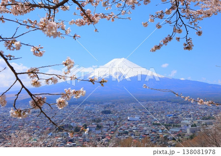 山梨県 新倉山浅間神社 富士山と桜 2025 春 138081978