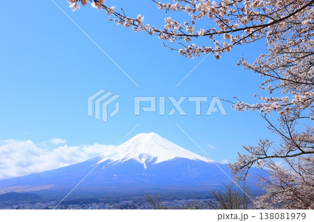山梨県 新倉山浅間神社 富士山と桜 2025 春 138081979