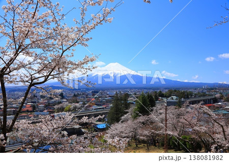 山梨県 新倉山浅間神社 富士山と桜 2025 春 138081982