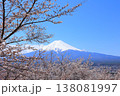 山梨県 新倉山浅間神社 富士山と桜 2025 春 138081997