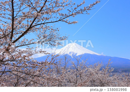 山梨県 新倉山浅間神社 富士山と桜 2025 春 138081998
