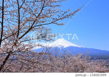 山梨県 新倉山浅間神社 富士山と桜 2025 春 山梨県 新倉山浅間神社 富士山と桜 2025 春 138081999