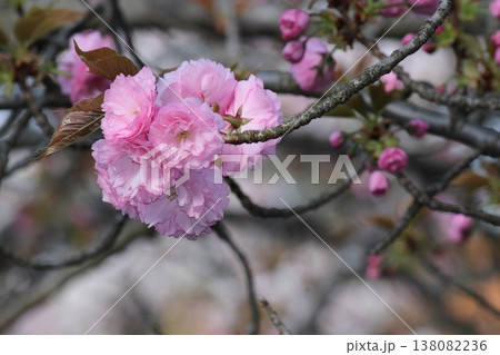 春の訪れを告げる 桜 サクラ 春の訪れを告げる 桜 サクラ 138082236