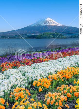 富士河口湖大石公園のカラフルなビオラの花壇の後ろに富士山が見える風景 138082261