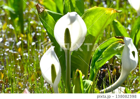 ミズバショウ・水芭蕉 138082398