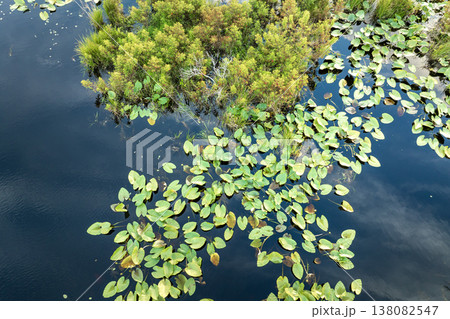 Sunny landscape of Florida wetland flora. Lily pads flowers on forest lake water in southern tropical swamp 138082547