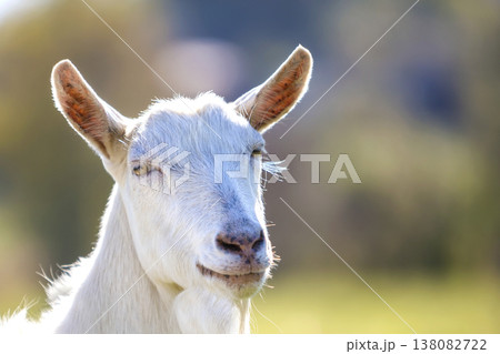 Portrait of white goat with beard on blurred bokeh background. Farming of useful animals concept. 138082722