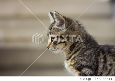 Portrain of beautiful serious looking kitten Portrain of beautiful serious looking kitten 138082734