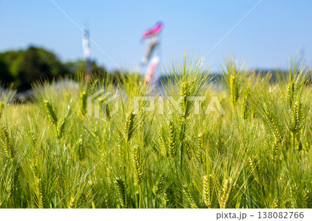 麦の穂と鯉のぼり 麦の穂と鯉のぼり 138082766