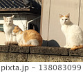 猫三兄弟 138083099