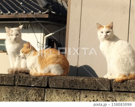 猫三兄弟 猫三兄弟 138083099