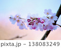 ふわふわの桜フォト 138083249