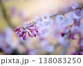 可愛いサクラの癒し 138083250
