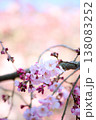 パステルカラーの桜フォト 138083252