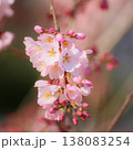 可愛い河津桜 138083254