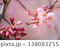桜の癒しフォト 138083255