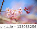 ふんわりパステルカラー 138083256