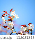 可愛い桃の花 138083258