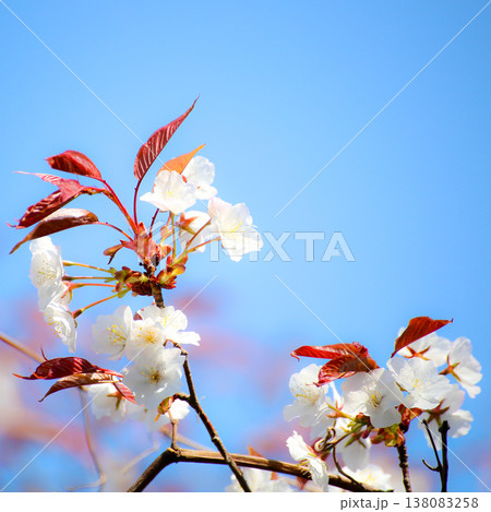 可愛い桃の花 138083258