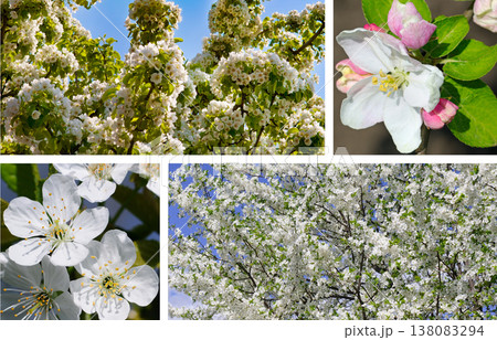 Beautiful spring collage of blooming fruit trees with white cherry blossoms and pink apple flowers against a blue sky, vibrant floral nature background for seasonal garden concepts. 138083294