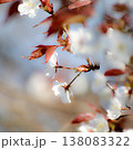 ふんわり桃の花 138083322