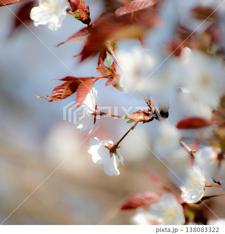 ふんわり桃の花 ふんわり桃の花 138083322