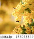 春の温もり 138083324