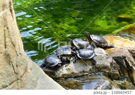 Close-up of Red-eared slider sunbathing on the rocks in the pool. Tortoise in the public park with water. Wild animals and nature scene. Close-up of Red-eared slider sunbathing on the rocks in the pool. Tortoise in the public park with water. Wild animals and nature scene. 138083457