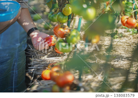 トマトを収穫する男性 138083579