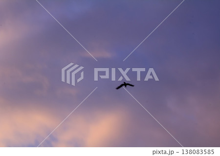 Pigeon flying to the sky in silhouette. Birdwatching. Wild bird, animal concept. Pigeon flying to the sky in silhouette. Birdwatching. Wild bird, animal concept. 138083585