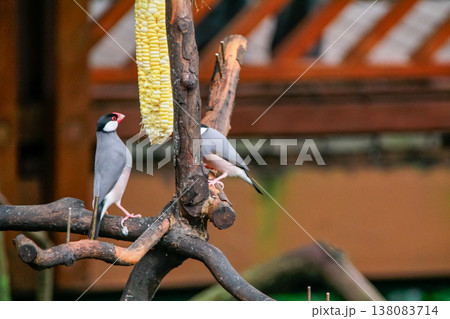 The close up of Java sparrow on a tree branch. 138083714