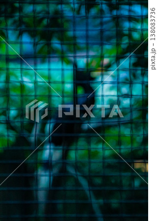 Bokeh effect of parrot shape with fence in blur motion. Abstract animal concept. 138083736