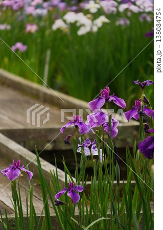 ハナショウブ01 138084754