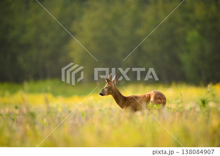 A male roe deer watches the area from the tall grass in the meadow 138084907