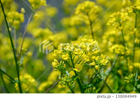 黄色い菜の花 黄色い菜の花 138084949