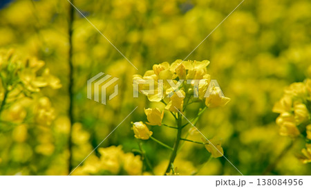 黄色い菜の花 138084956